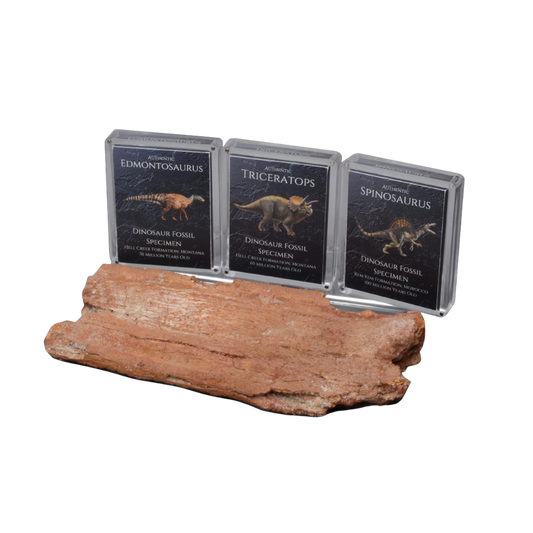 Cretaceous Period Dinosaur Gift Box Bundle