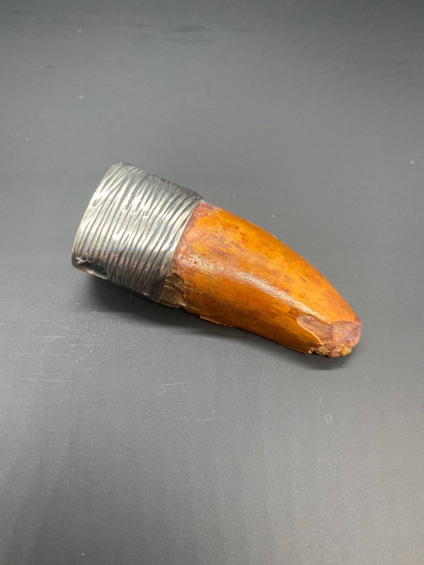 Carcharodontosaurus Tooth Pendant | Sterling Silver | 100% Authentic