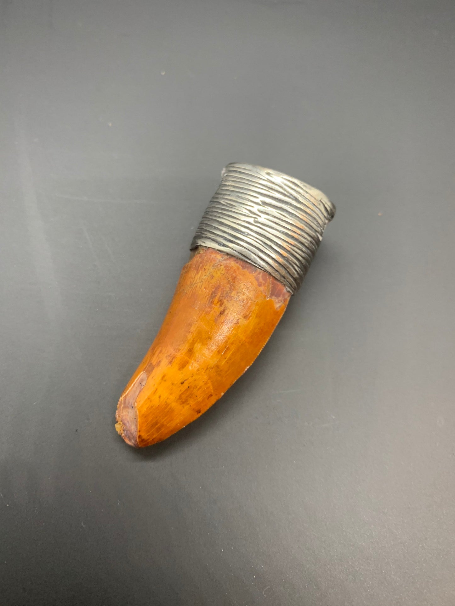 Carcharodontosaurus Tooth Pendant | Sterling Silver | 100% Authentic