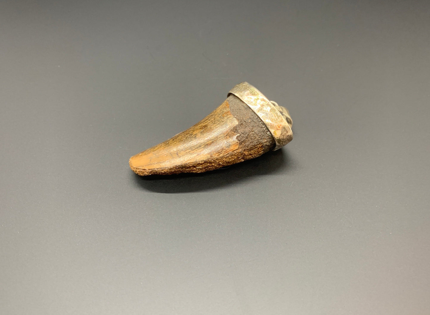 Carcharodontosaurus Tooth Pendant | 1 5/8" | Sterling Silver | 100% Authentic