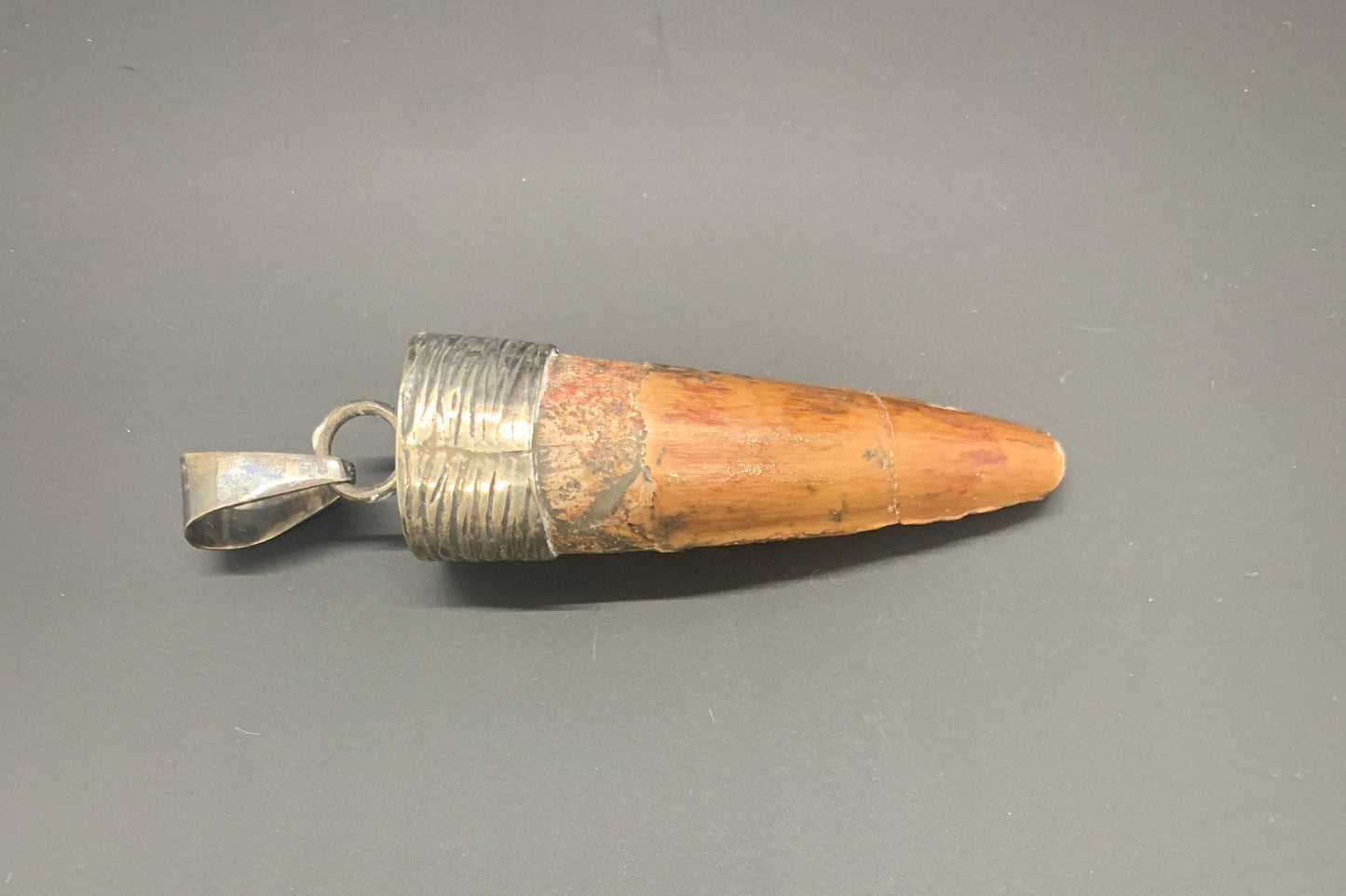 Spinosaurus Tooth Pendant | 2" | Sterling Silver | 100% Authentic