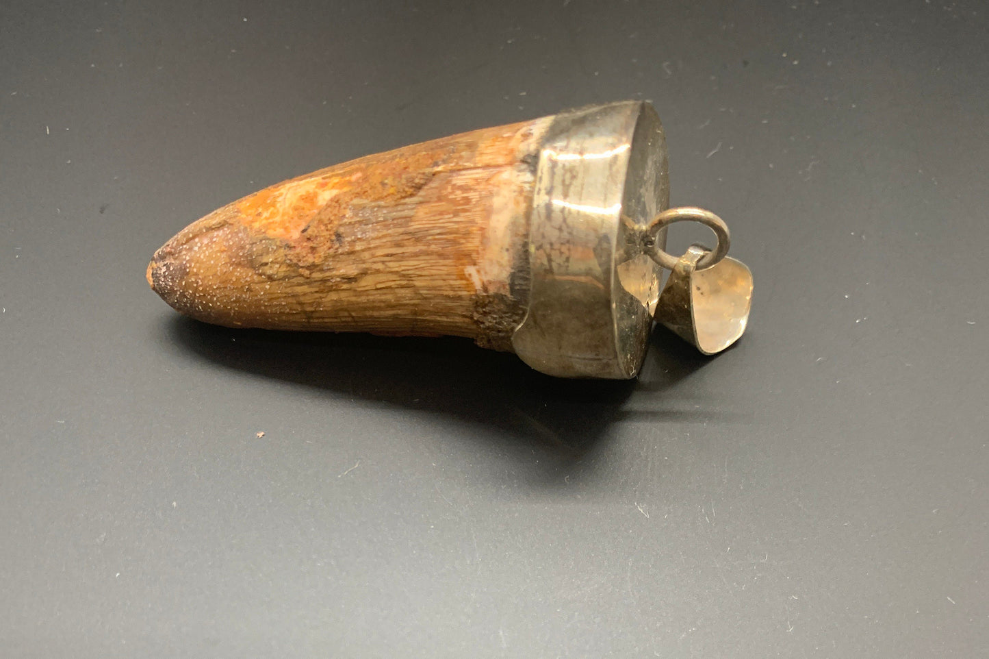 Spinosaurus Tooth Pendant | 2" | Sterling Silver | 100% Authentic