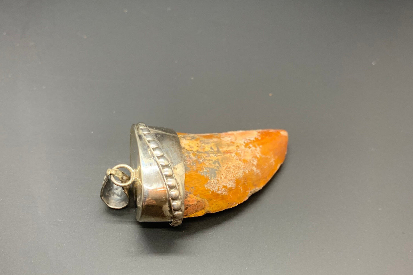 Carcharodontosaurus Tooth Pendant | 1.5" | Sterling Silver | 100% Authentic