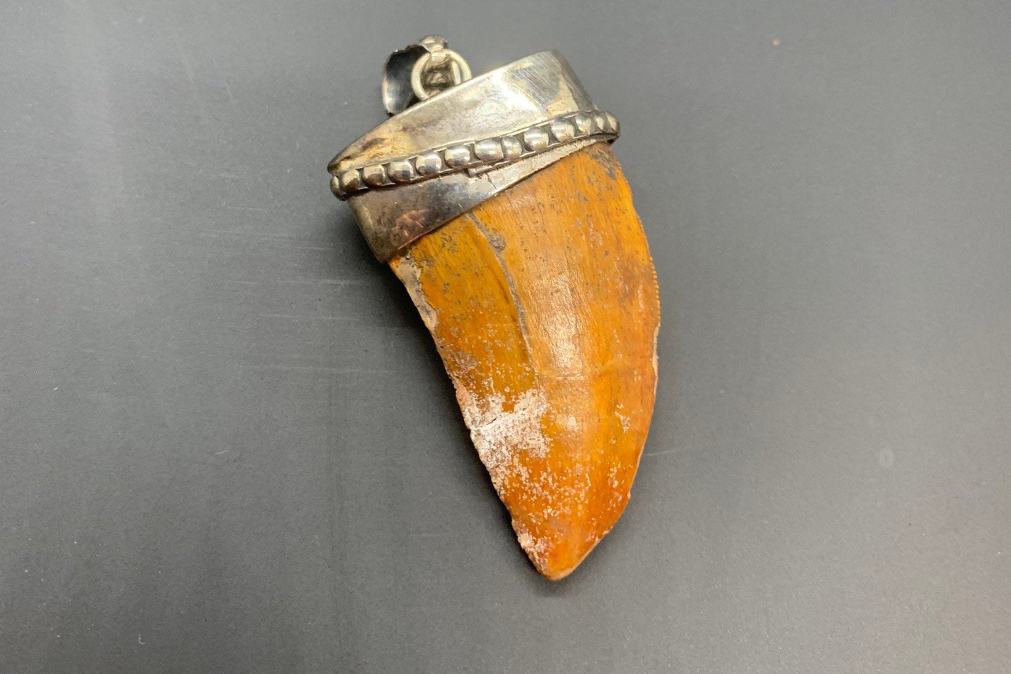 Carcharodontosaurus Tooth Pendant | 1.5" | Sterling Silver | 100% Authentic