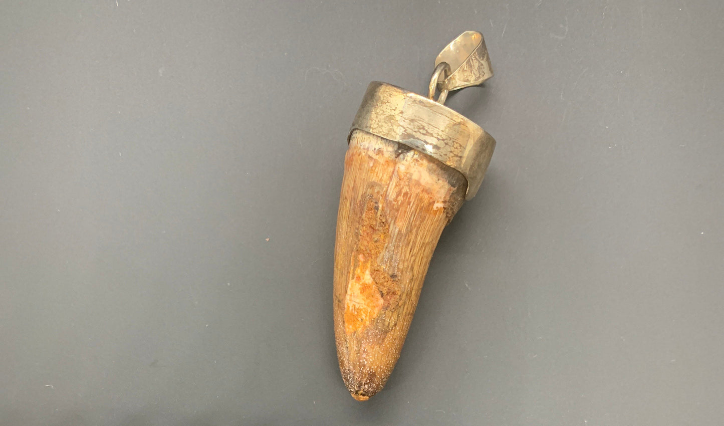 Spinosaurus Tooth Pendant | 2" | Sterling Silver | 100% Authentic