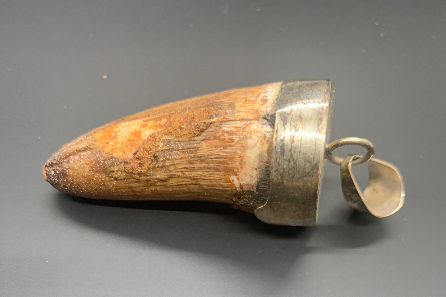 Spinosaurus Tooth Pendant | 2" | Sterling Silver | 100% Authentic
