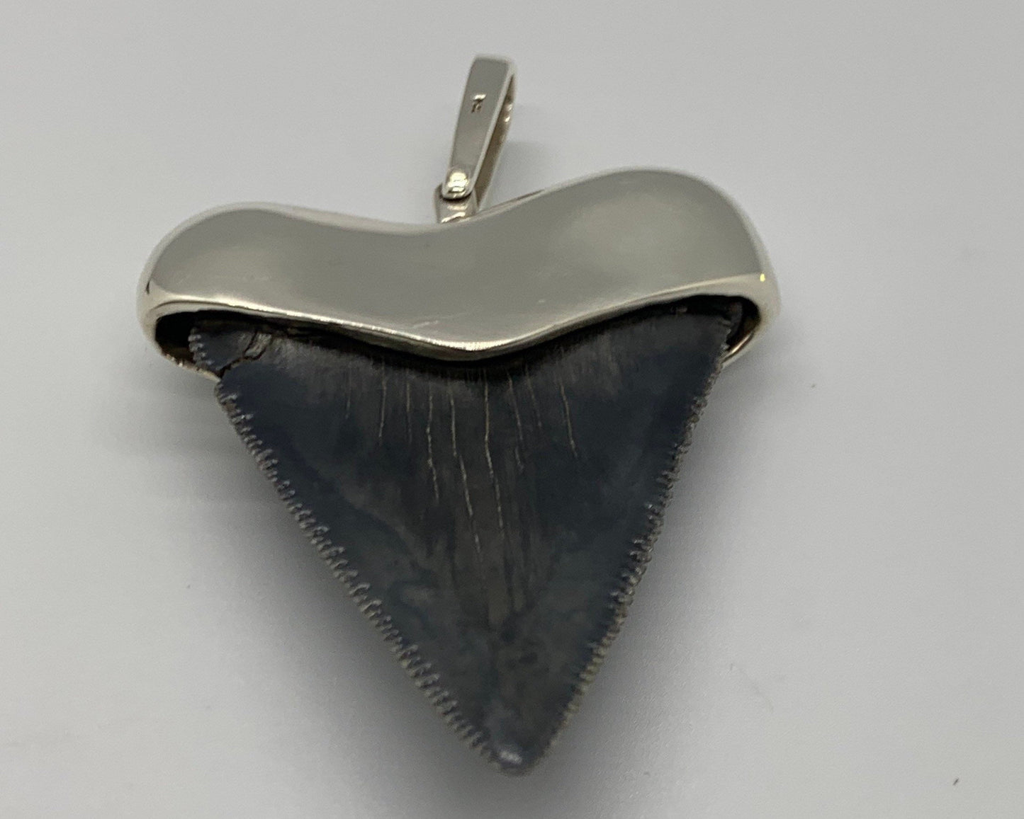Megalodon tooth steeling silver pendent