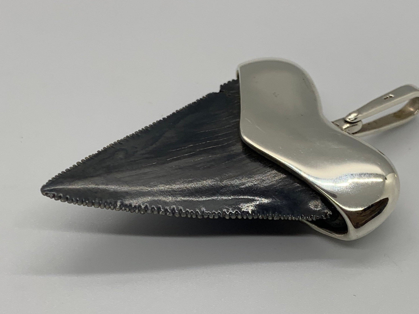 Megalodon tooth steeling silver pendent