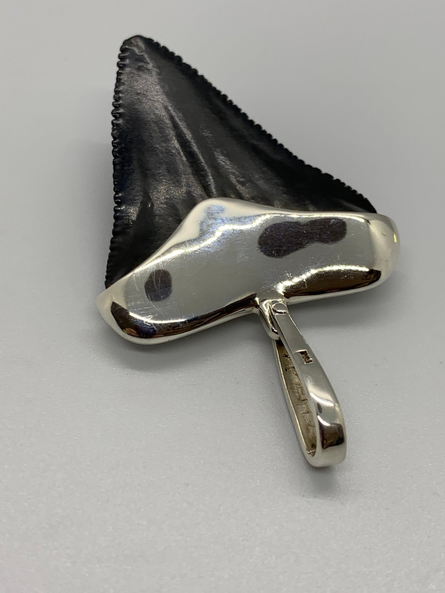 Megalodon tooth sterling silver pendant