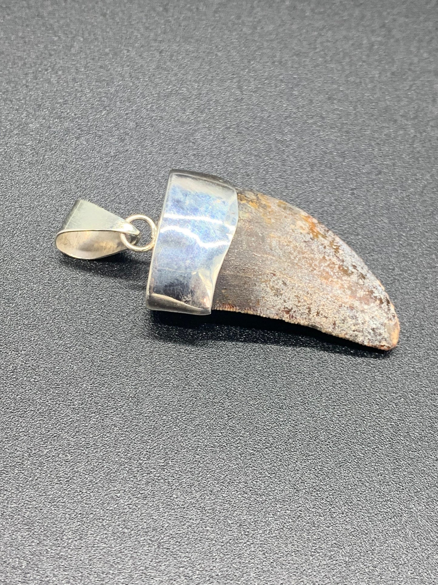 Carcharodontosaurus Tooth Pendant | 1.5" | Sterling Silver | 100% Authentic