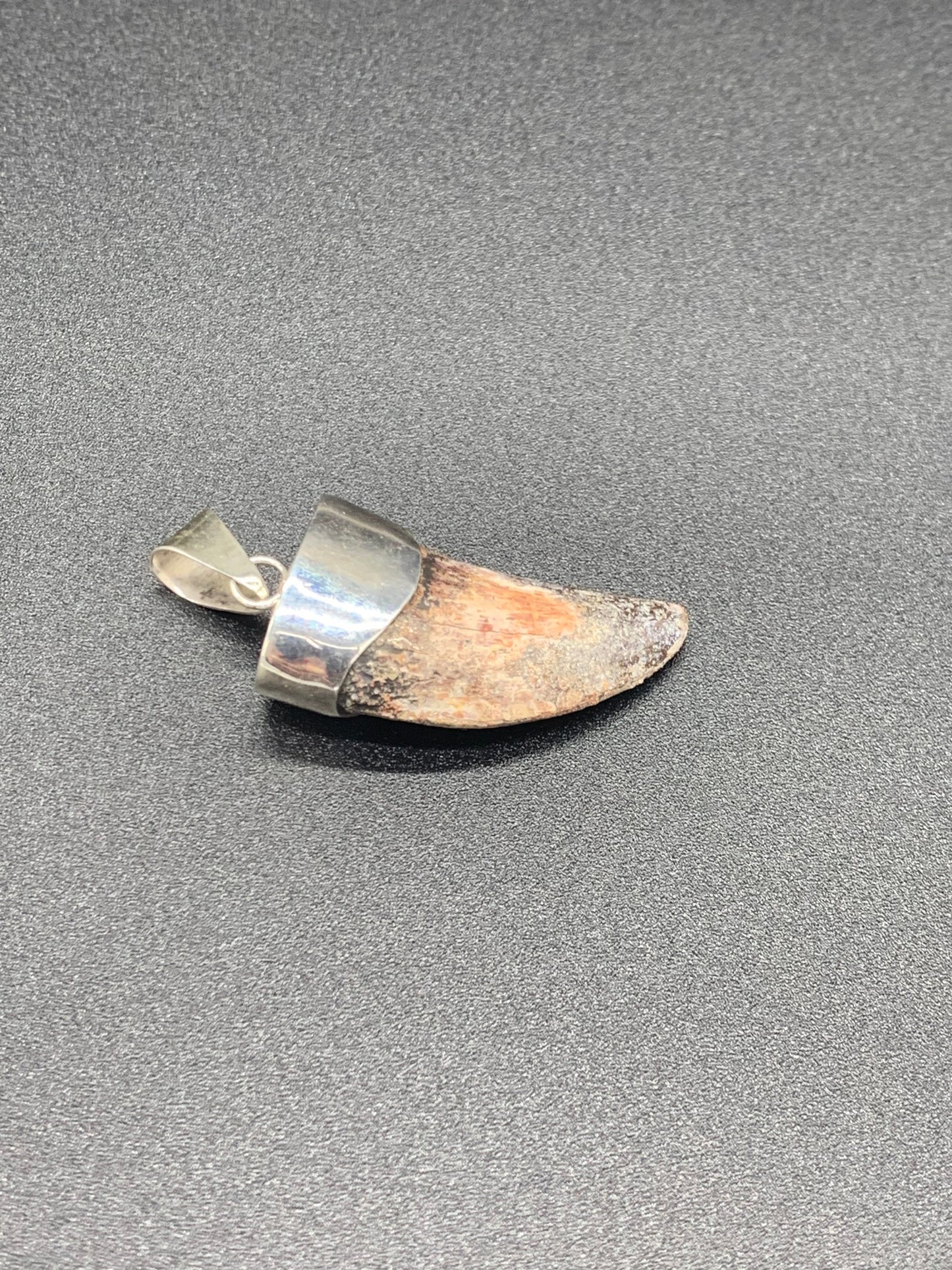Carcharodontosaurus Tooth Pendant | 1.5" | Sterling Silver | 100% Authentic