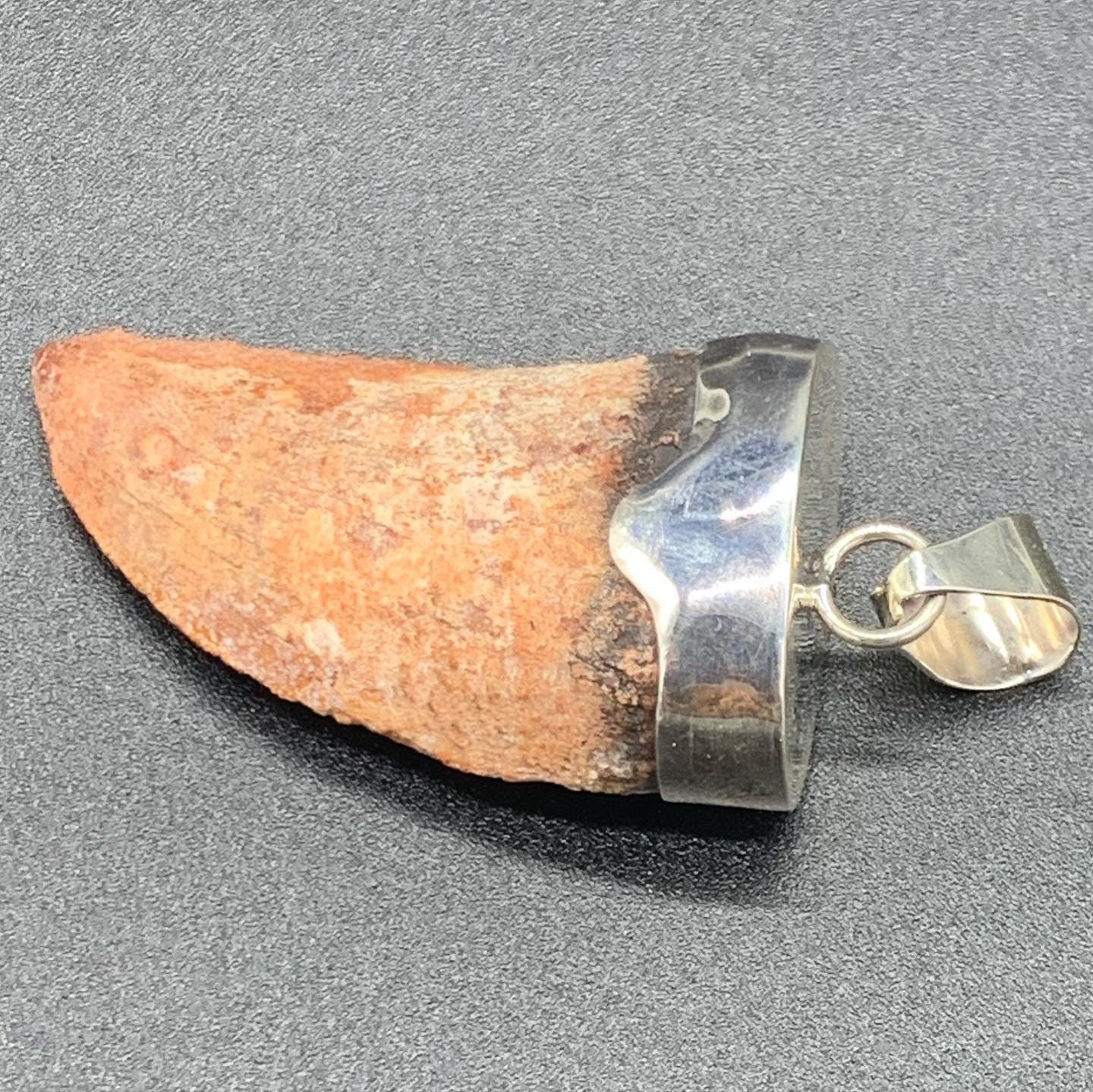 Carcharodontosaurus Tooth Pendant | 2" and Bulky | Sterling Silver | 100% Authentic