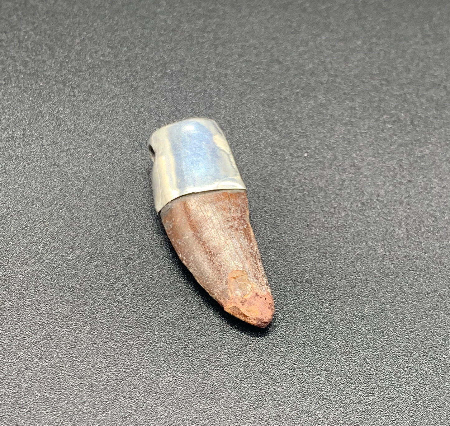 Carcharodontosaurus Tooth Pendant | 1 3/4" | Sterling Silver | 100% Authentic