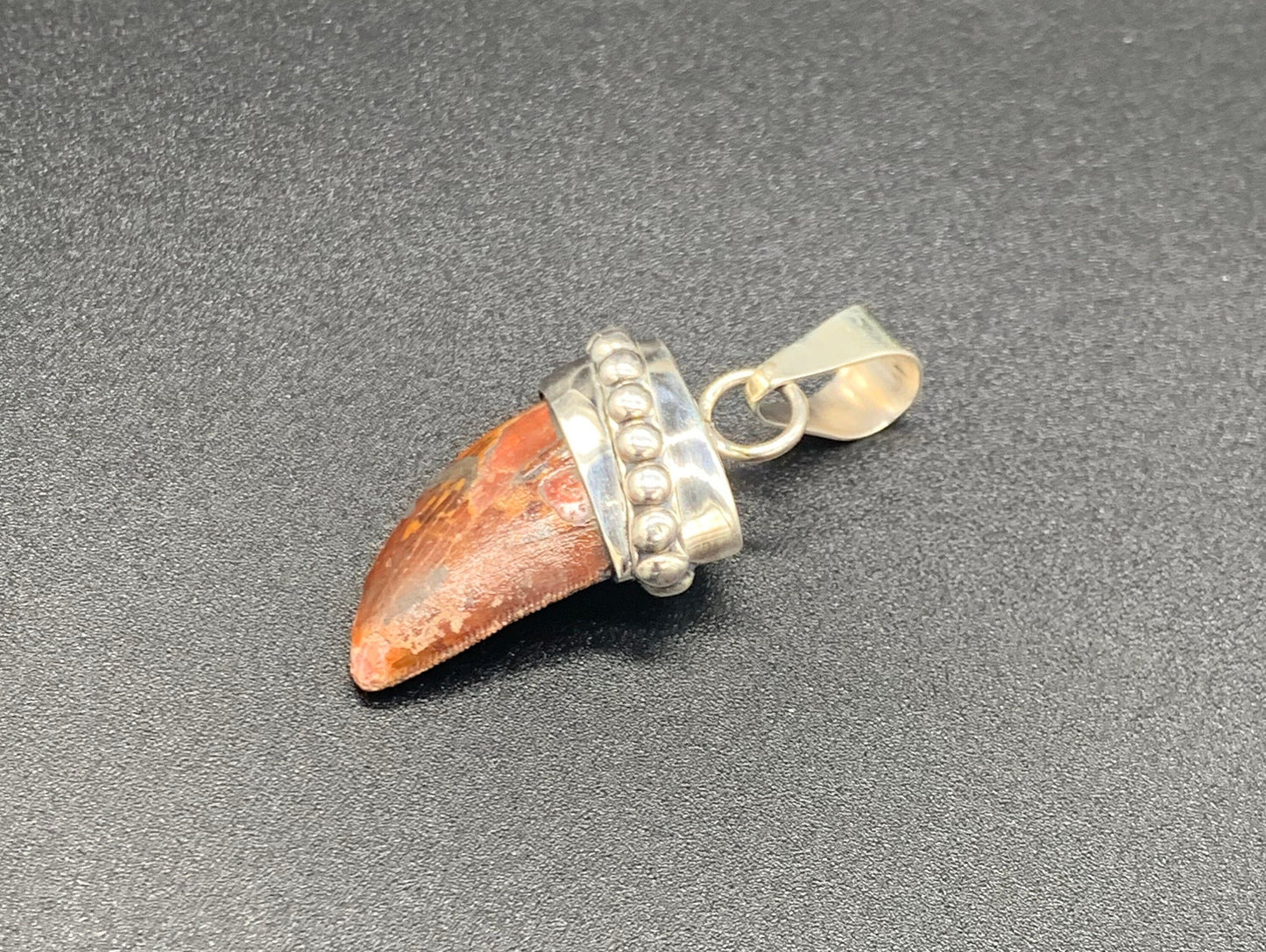 Carcharodontosaurus Tooth Pendant | Sterling Silver | 100% Authentic