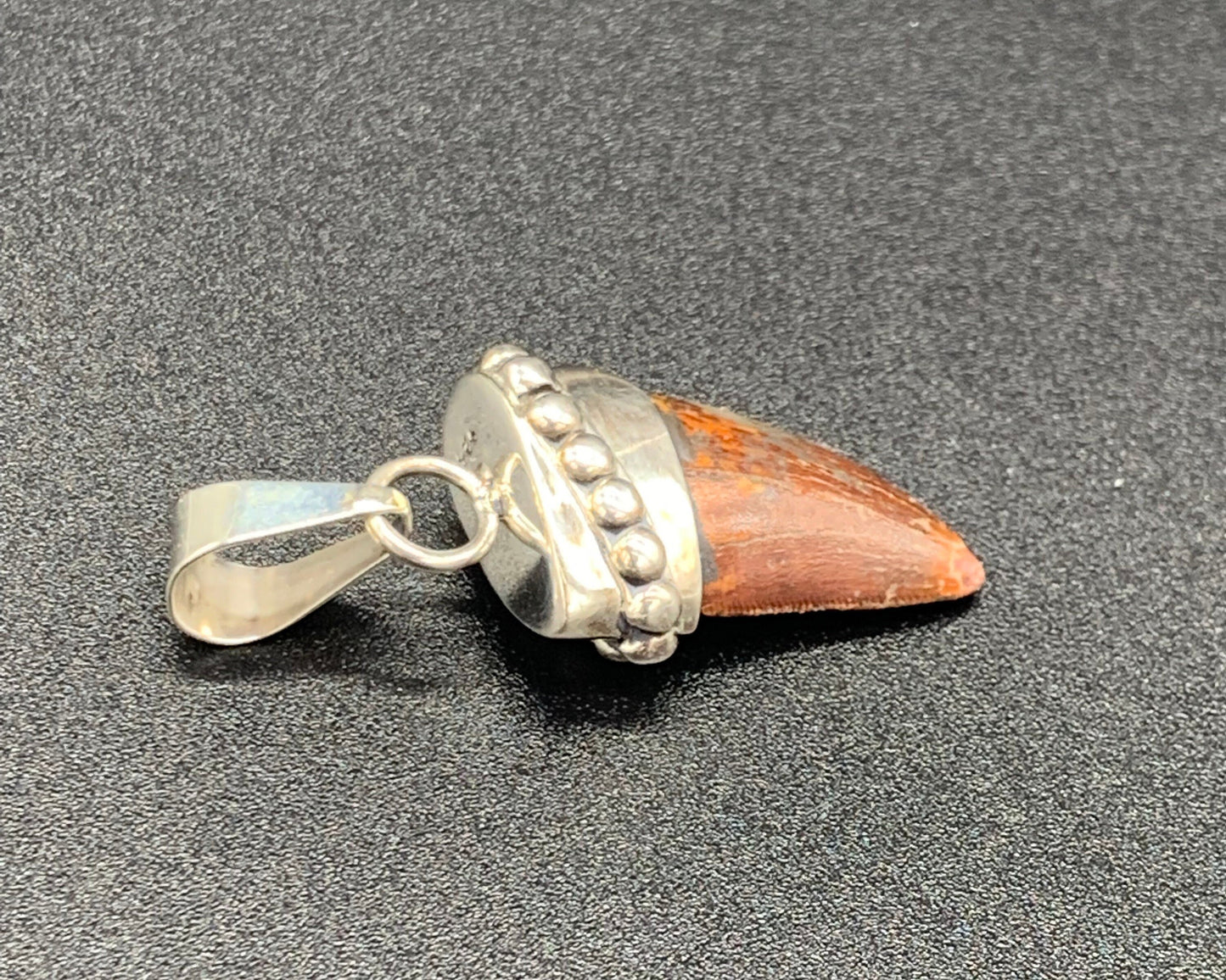 Carcharodontosaurus Tooth Pendant | Sterling Silver | 100% Authentic