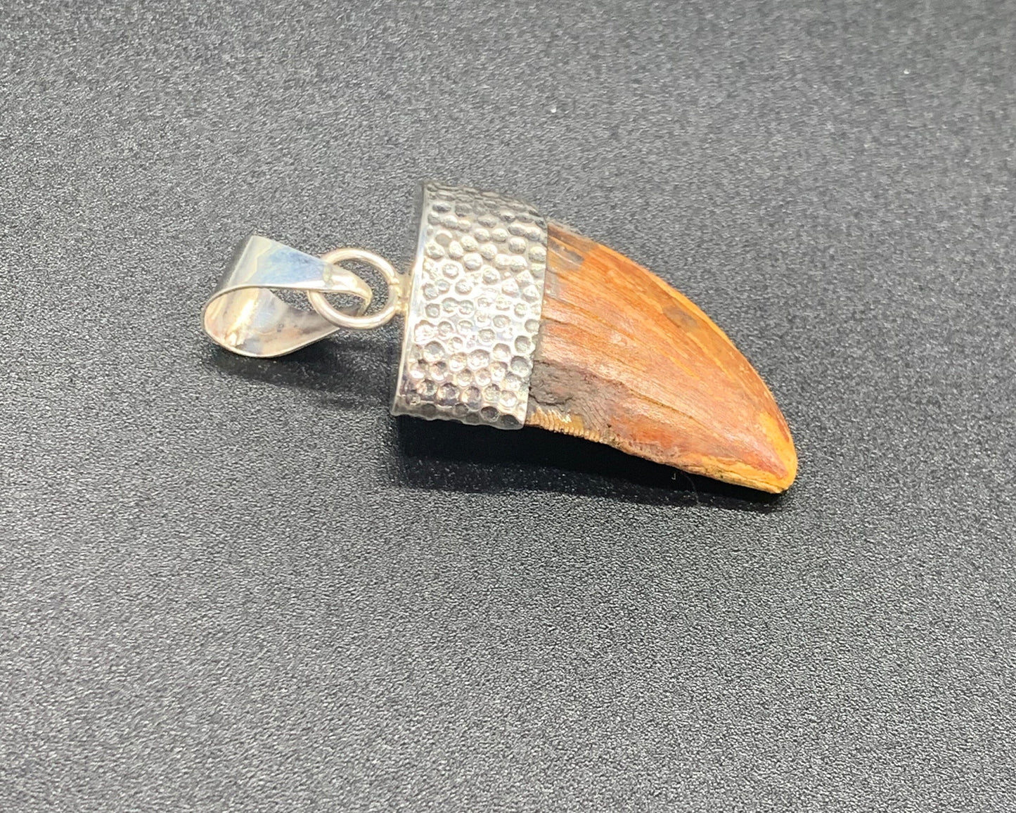 Carcharodontosaurus Tooth Pendant | Sterling Silver | 100% Authentic