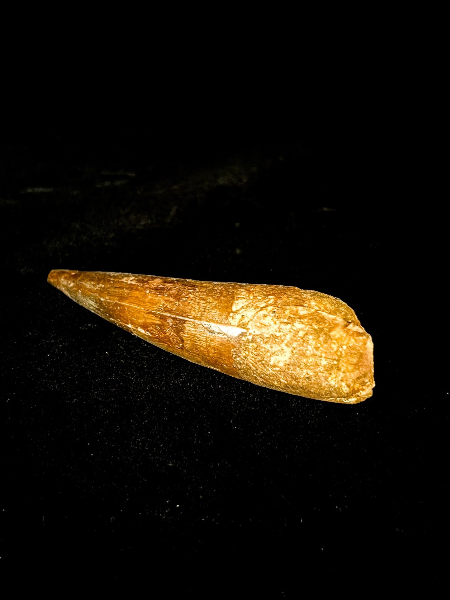 Authentic 4" Spinosaurus Tooth | Kem Kem Formation, Morocco