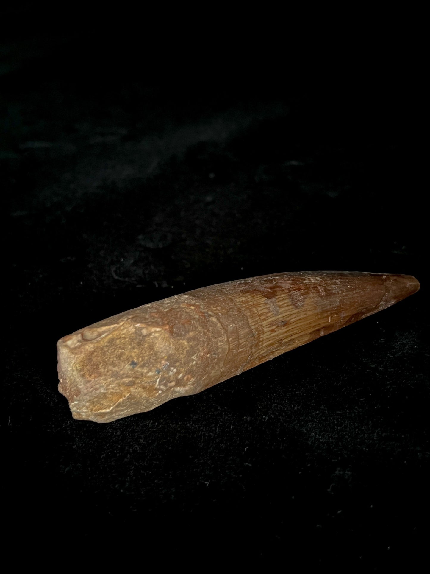 Authentic 4" Spinosaurus Tooth | Kem Kem Formation, Morocco