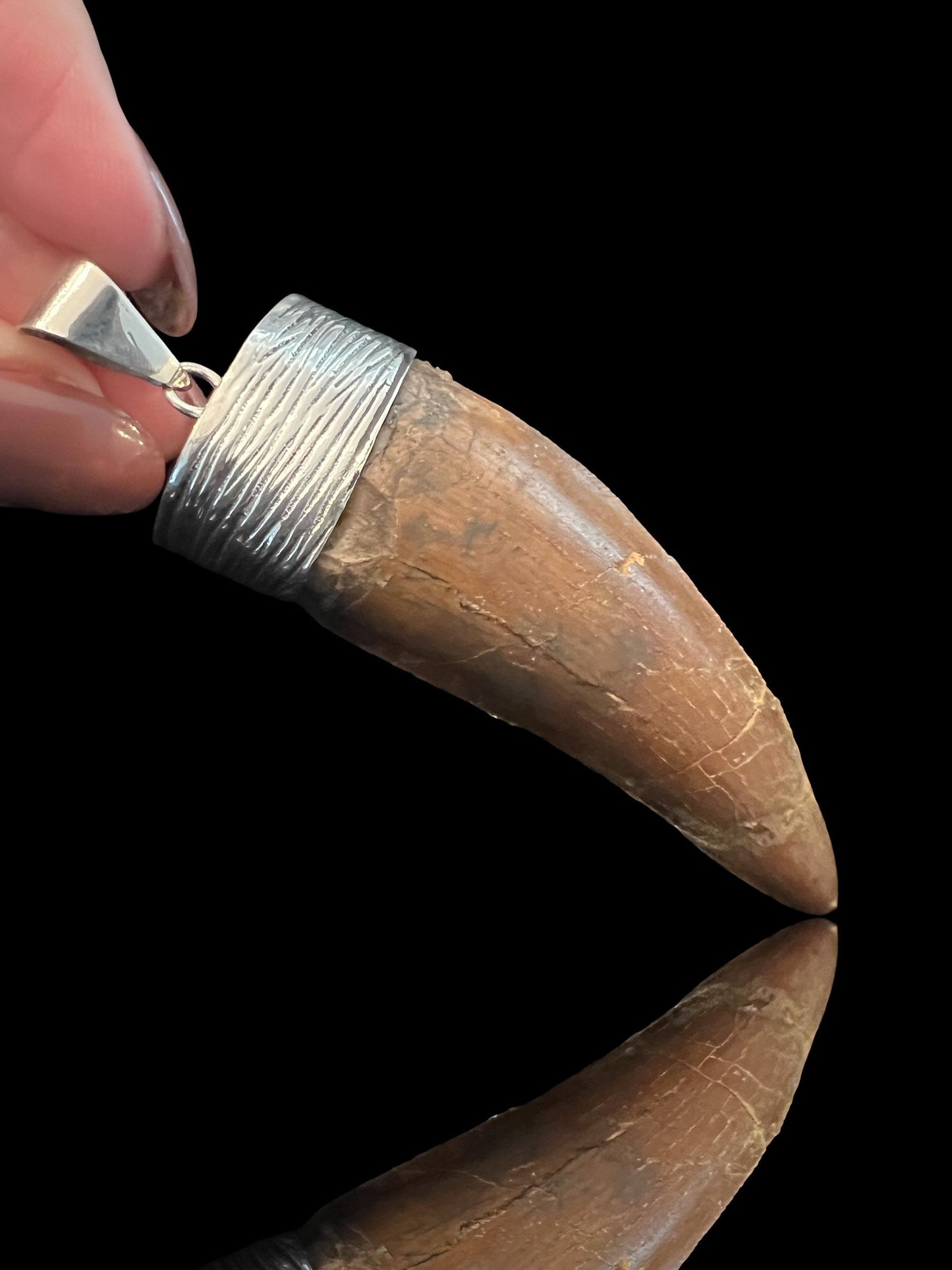 Carcharodontosaurus Tooth Pendant | 2.5" | Sterling Silver | 100% Authentic