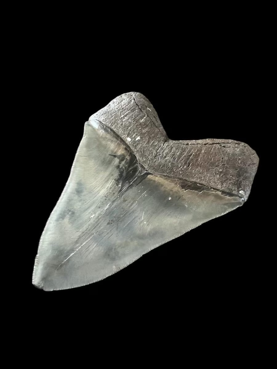 Megalodon Shark Tooth | 5.25 Inches