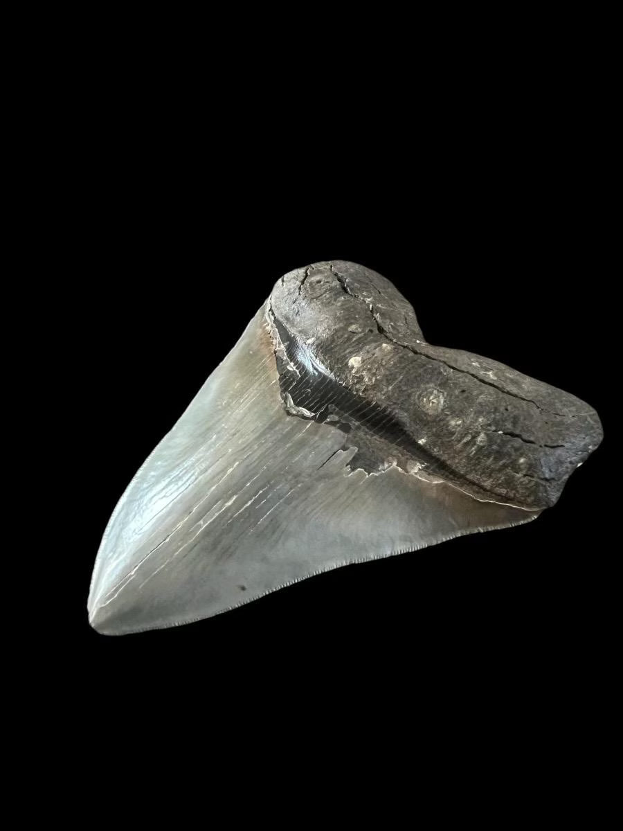 Megalodon Shark Tooth | 5.25 Inches