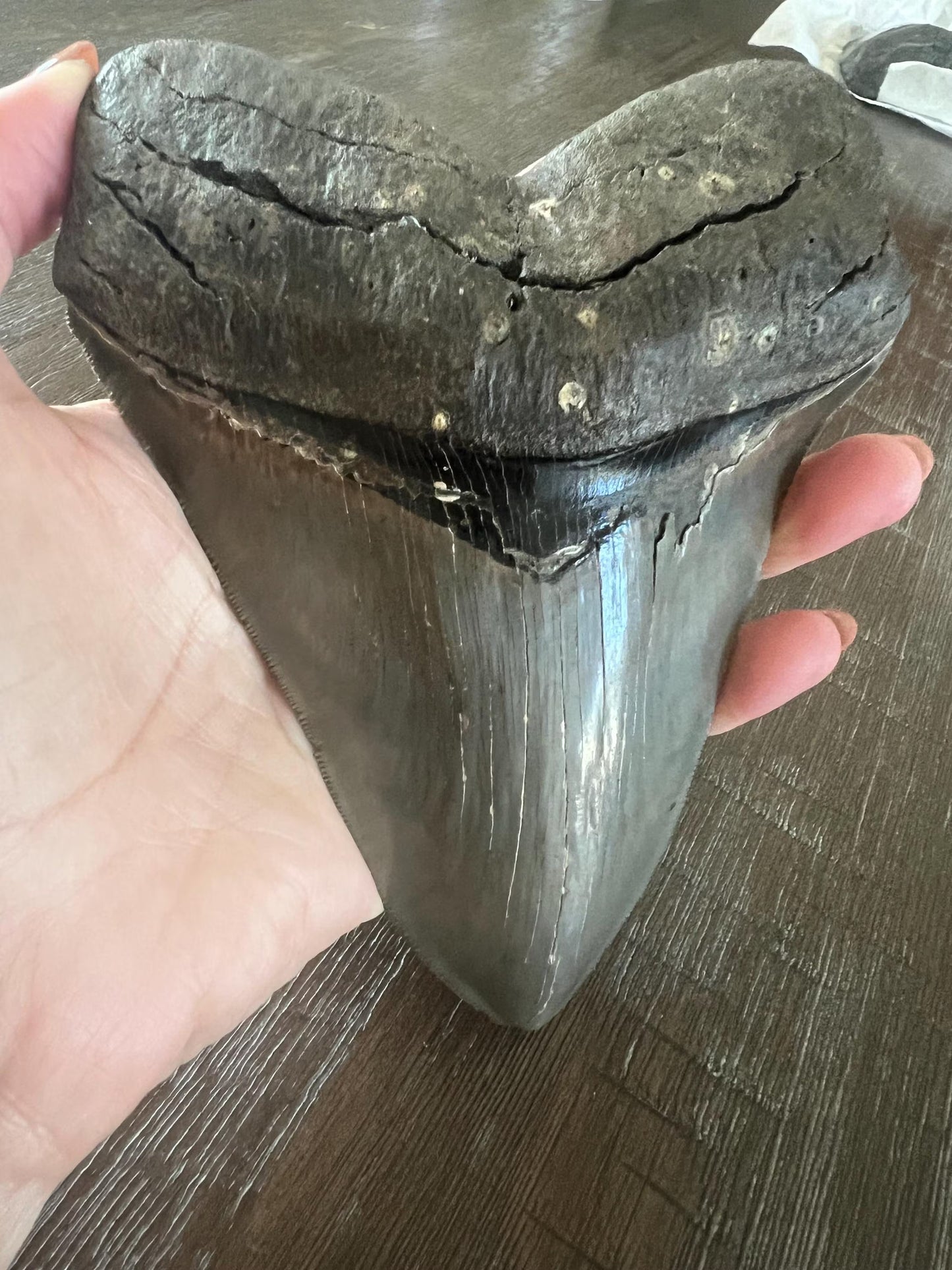 Megalodon Shark Tooth | 5.25 Inches