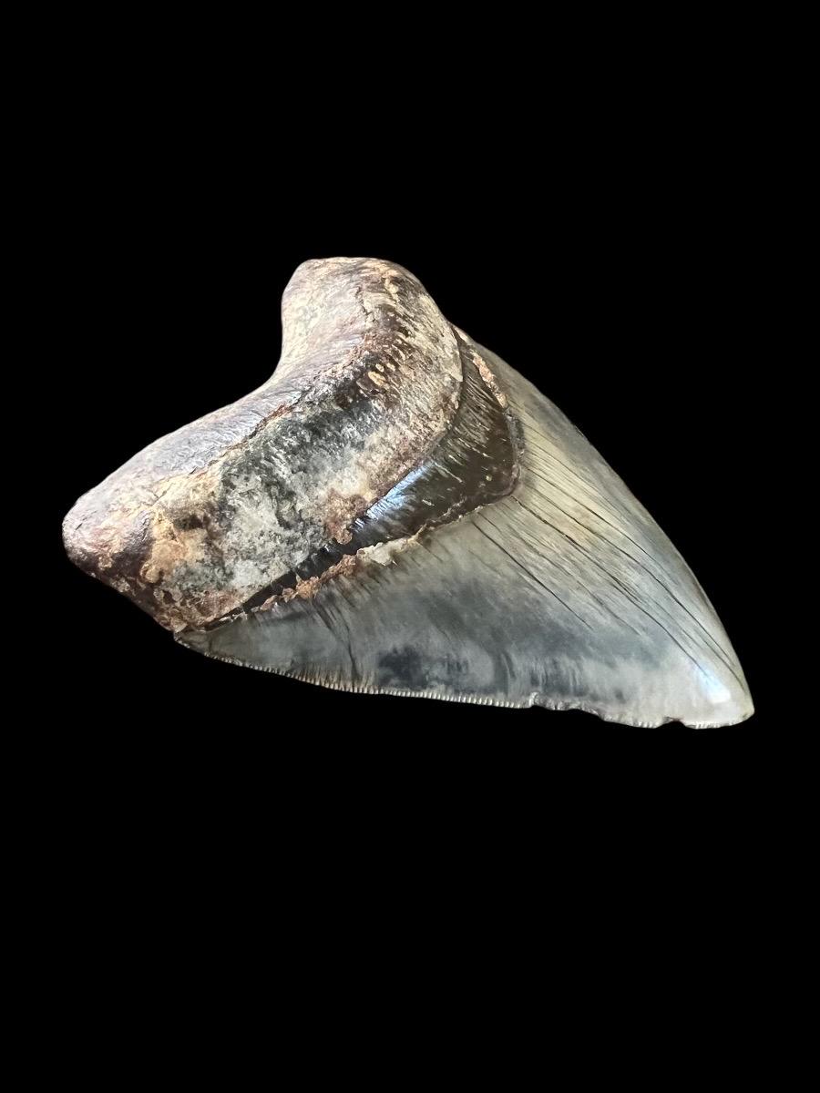 Megalodon Shark Tooth | 5 Inches