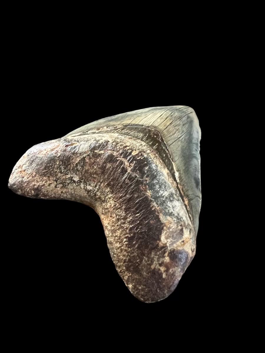 Megalodon Shark Tooth | 5 Inches