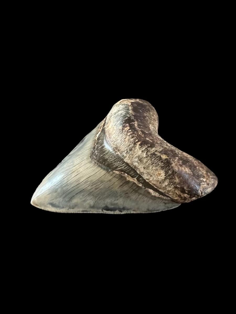 Megalodon Shark Tooth | 5 Inches