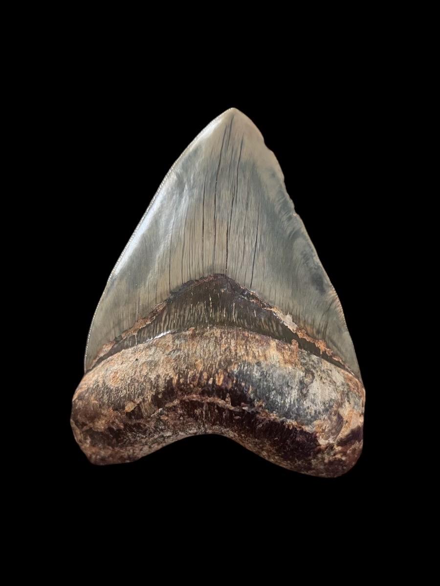 Megalodon Shark Tooth | 5 Inches