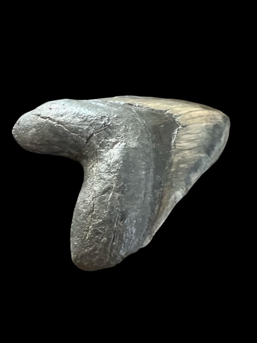 Megalodon Shark Tooth | 6 1/8 Inches