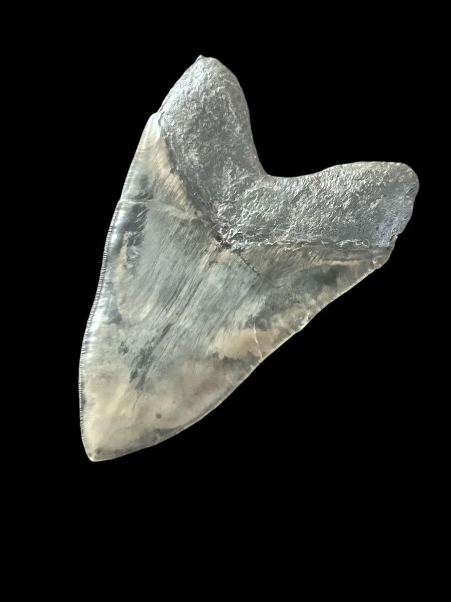Megalodon Shark Tooth | 6 1/8 Inches
