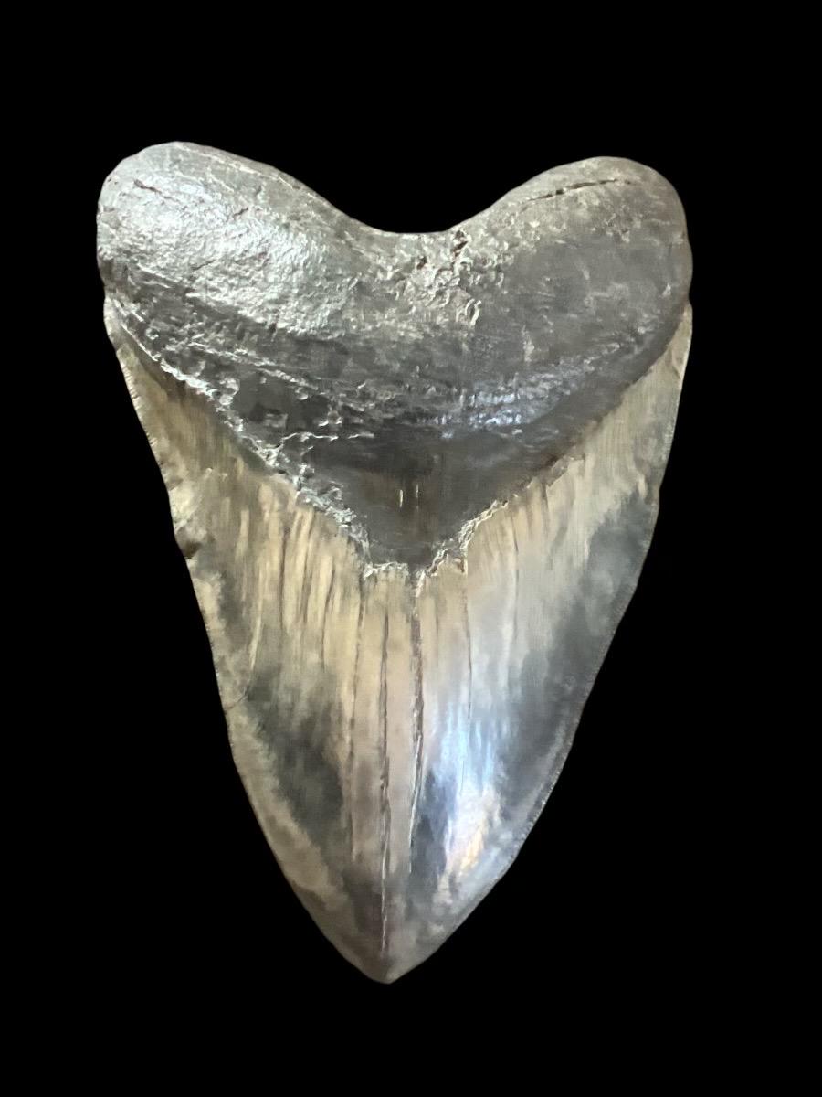 Megalodon Shark Tooth | 6 1/8 Inches