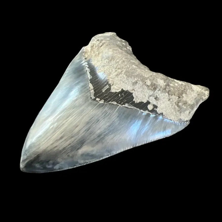 Megalodon Shark Tooth | 5.5 Inches