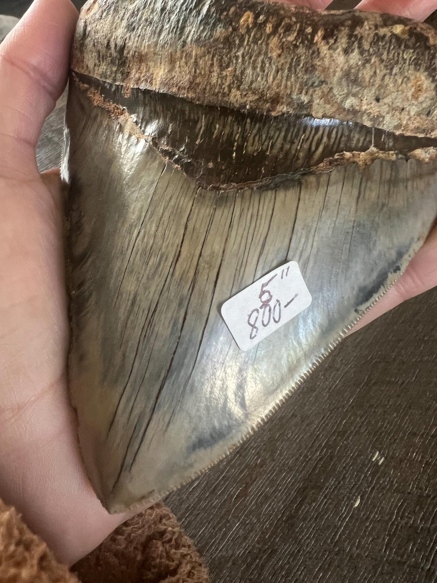 Megalodon Shark Tooth | 5 Inches