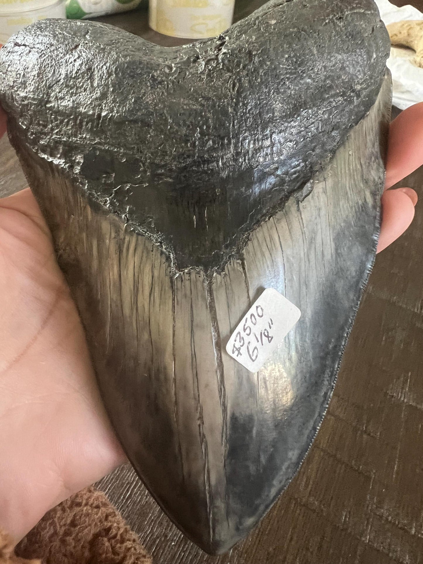 Megalodon Shark Tooth | 6 1/8 Inches