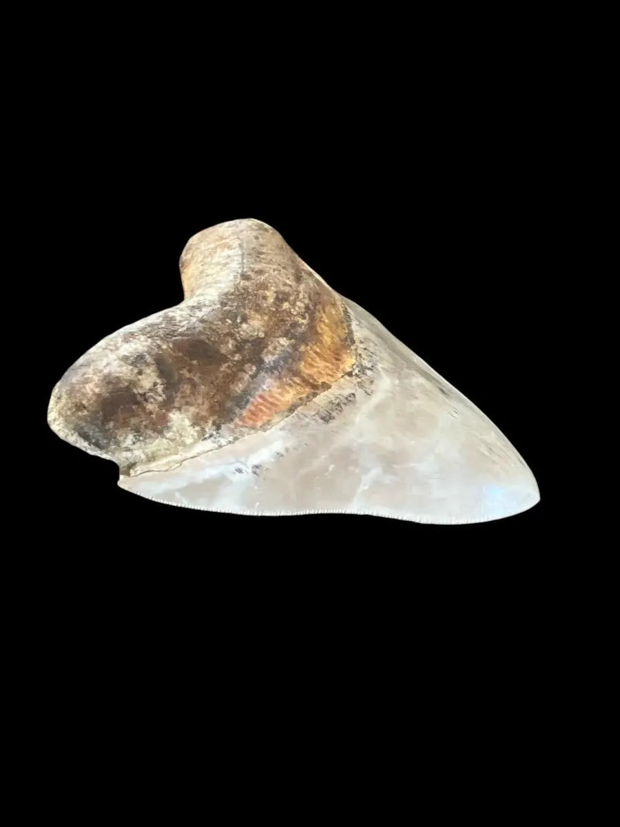 Megalodon Shark Tooth | 5 Inches