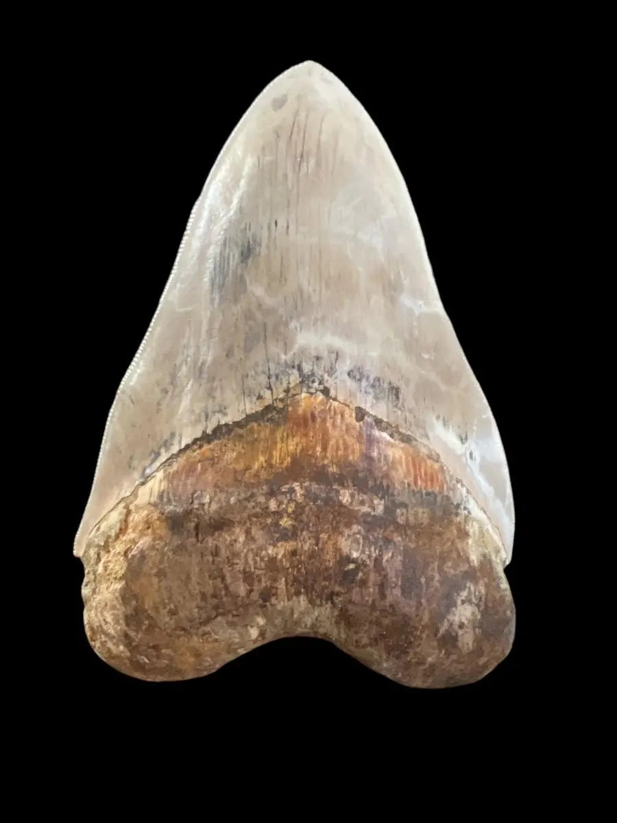 Megalodon Shark Tooth | 5 Inches