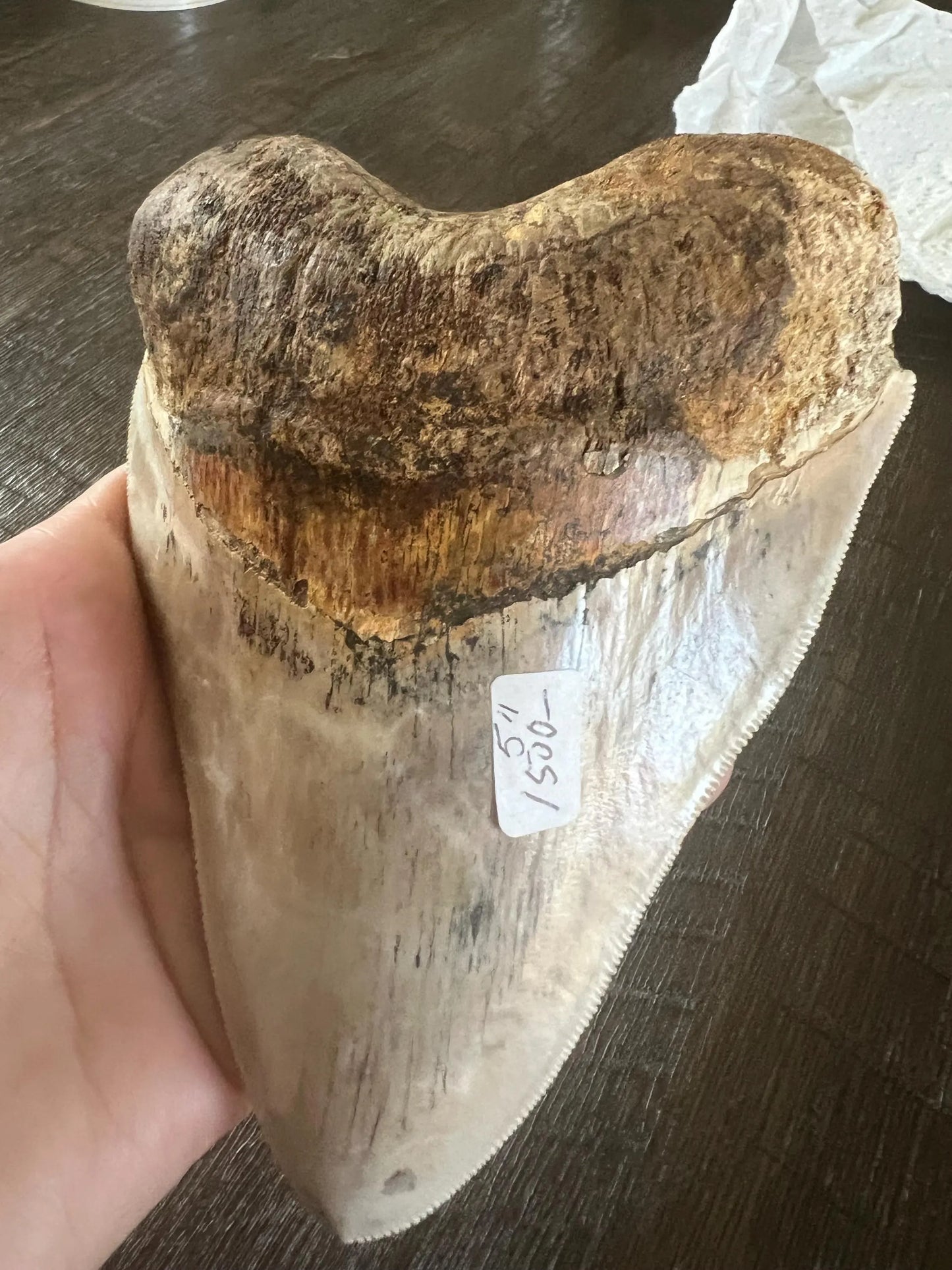 Megalodon Shark Tooth | 5 Inches