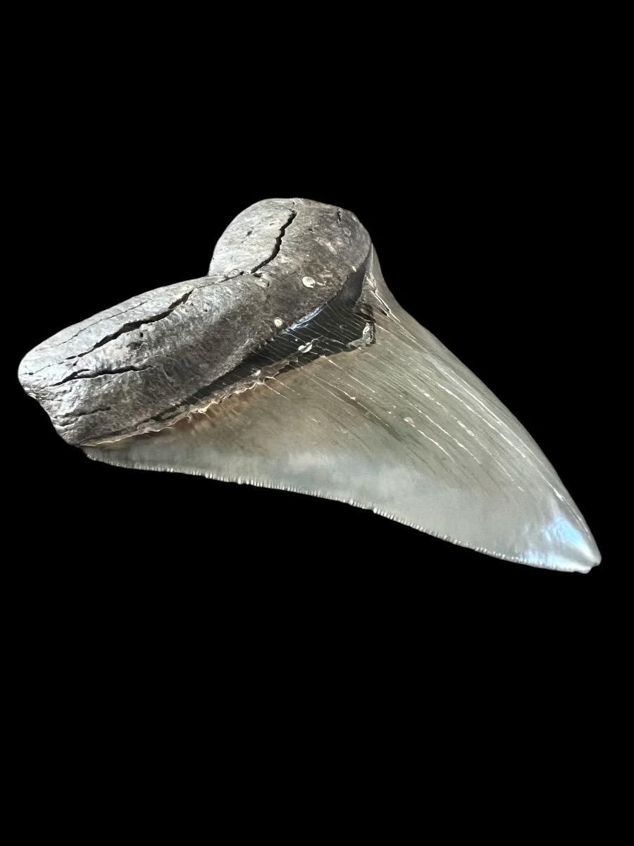 Megalodon Shark Tooth | 5.25 Inches