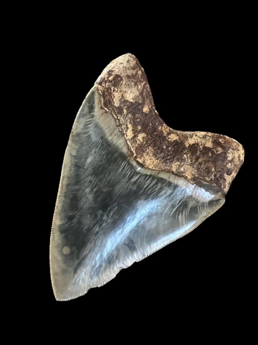 Megalodon Shark Tooth | 5 Inches