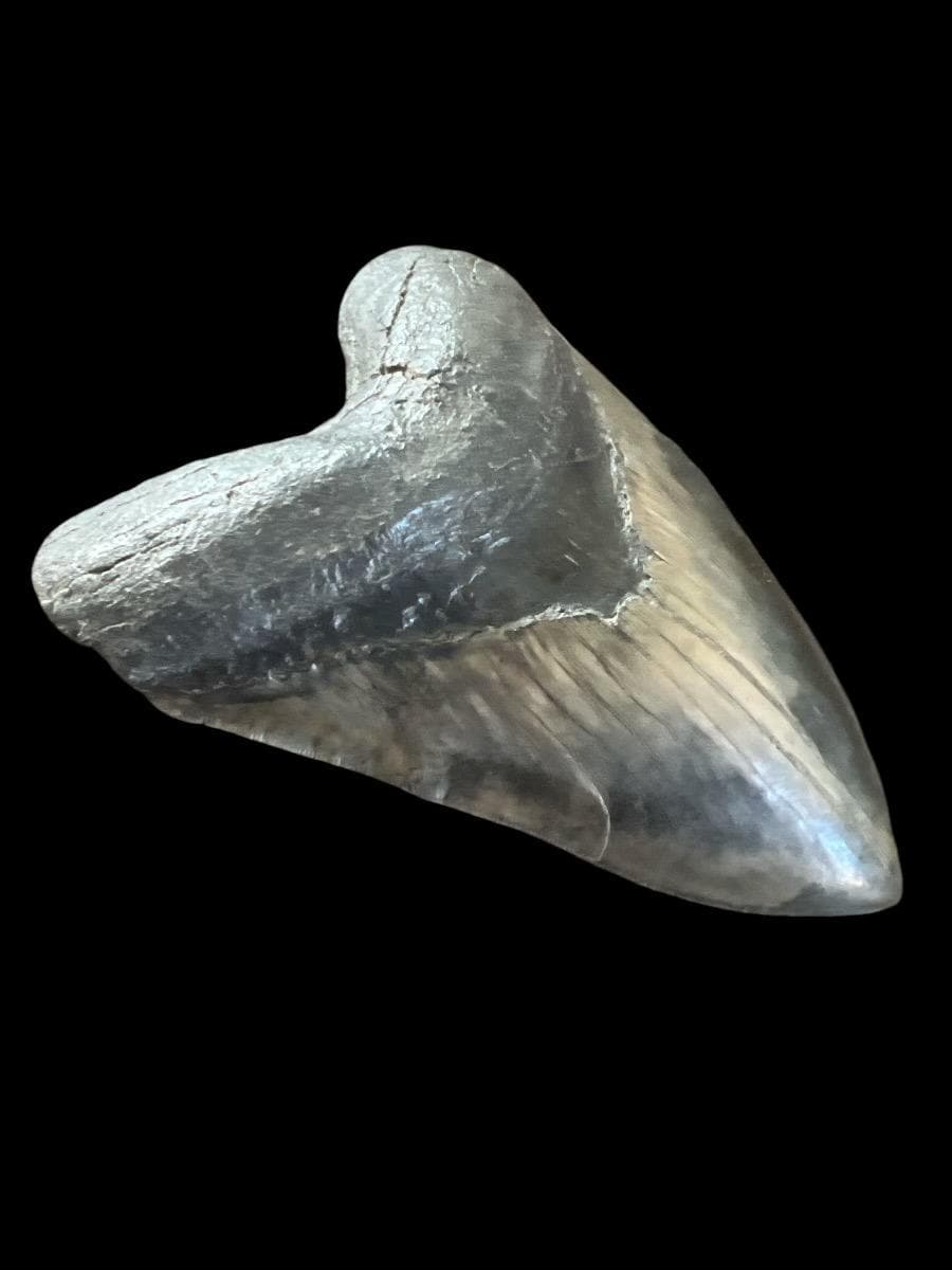 Megalodon Shark Tooth | 6 1/8 Inches