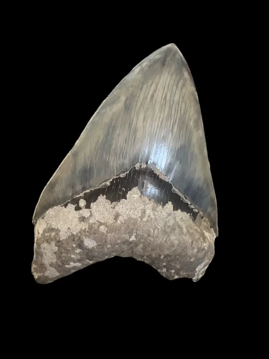 Megalodon Shark Tooth | 5.5 Inches