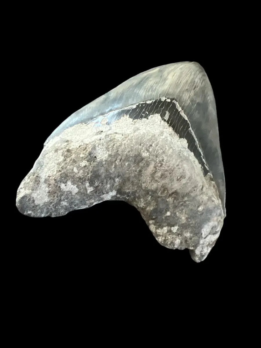 Megalodon Shark Tooth | 5.5 Inches
