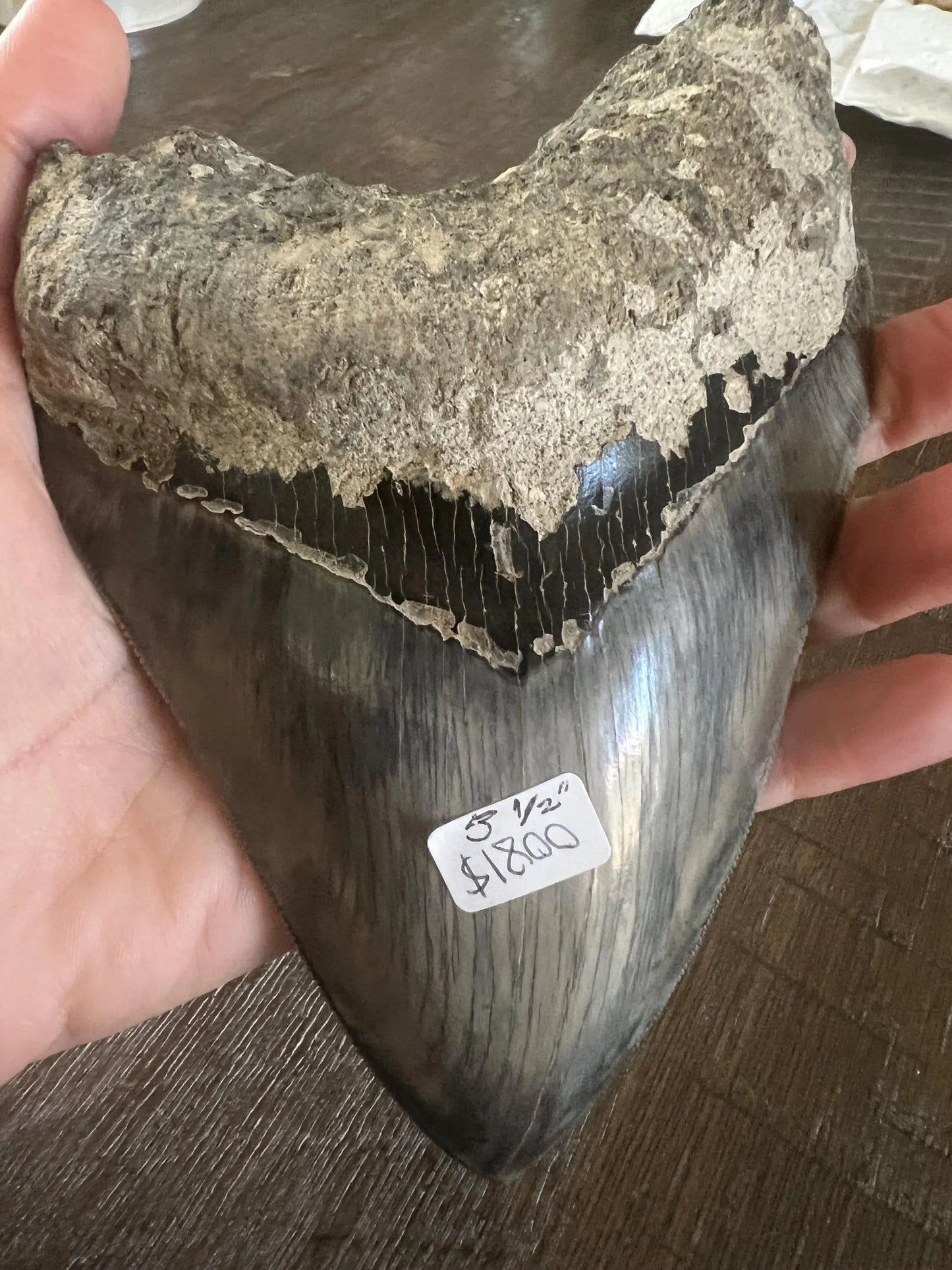 Megalodon Shark Tooth | 5.5 Inches