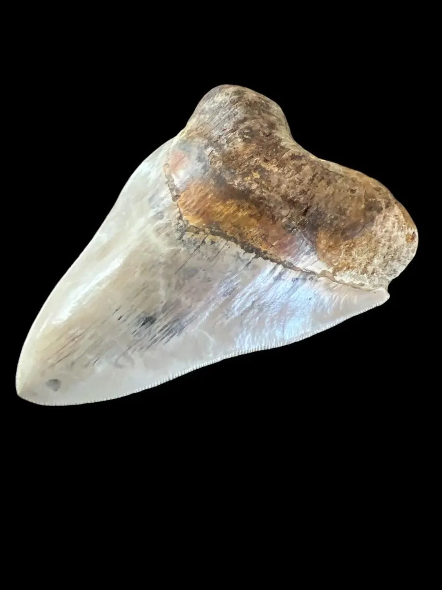 Megalodon Shark Tooth | 5 Inches