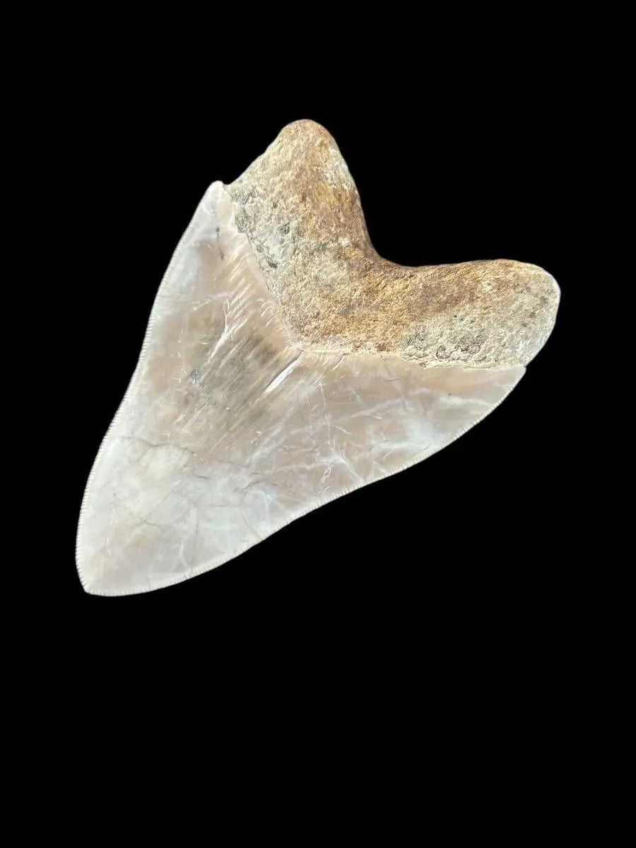 Megalodon Shark Tooth | 5 Inches