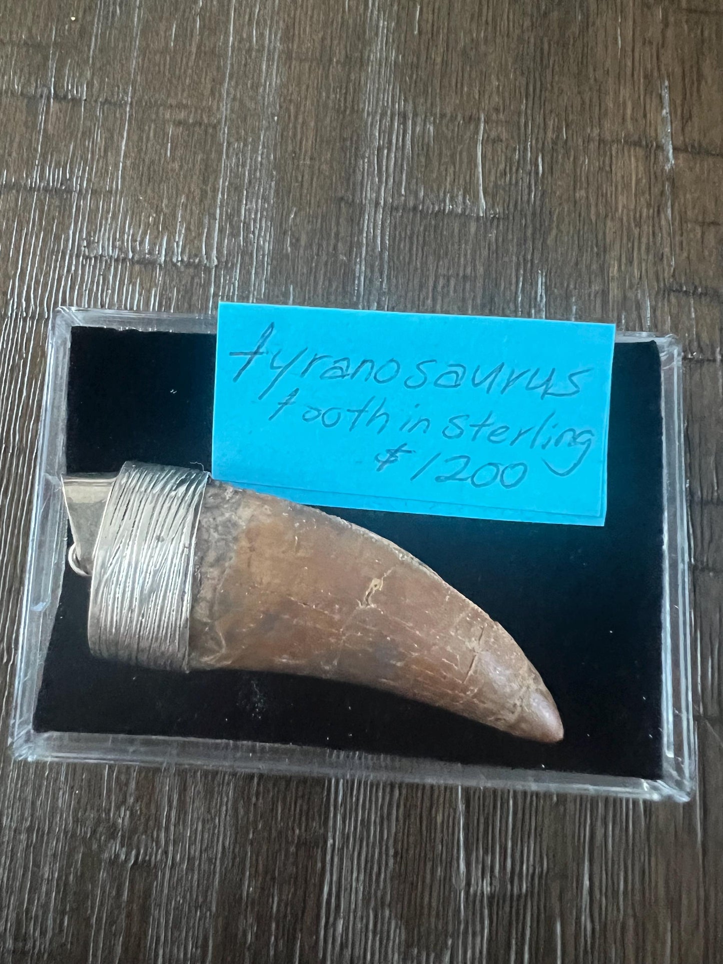 2” Carcharodontosaurus Tooth Pendant | Sterling Silver