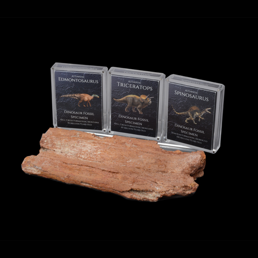 Cretaceous Period Dinosaur Display Specimen Bundle