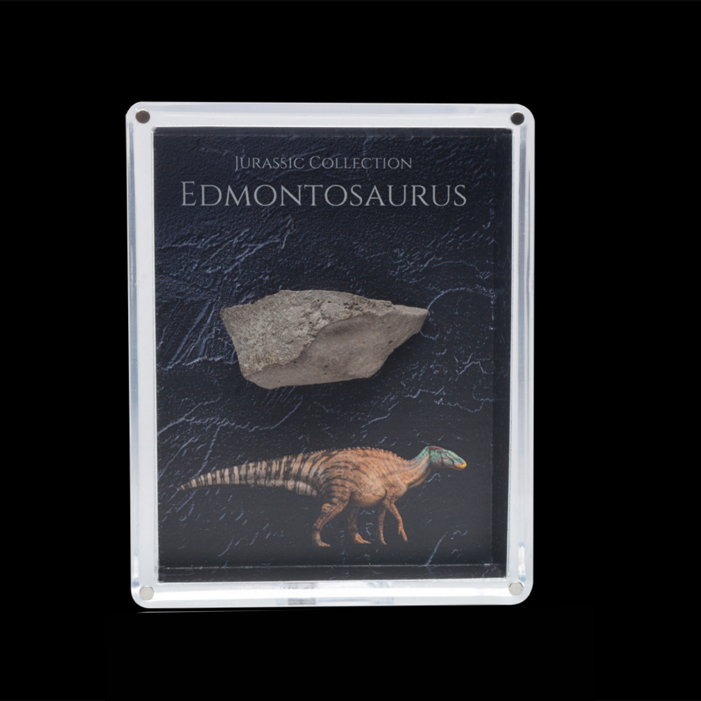 Edmontosaurus Fossil Gift Box